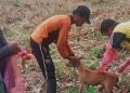 Gigitan HPR Terus Meningkat, Warga Diharapkan Tetap Waspada