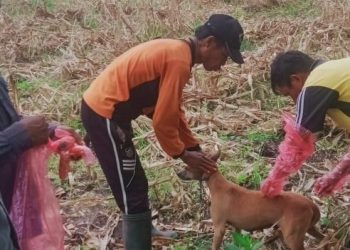 Gigitan HPR Terus Meningkat, Warga Diharapkan Tetap Waspada