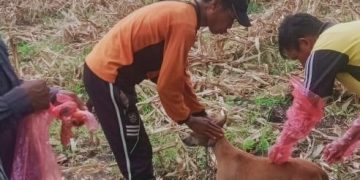 Gigitan HPR Terus Meningkat, Warga Diharapkan Tetap Waspada