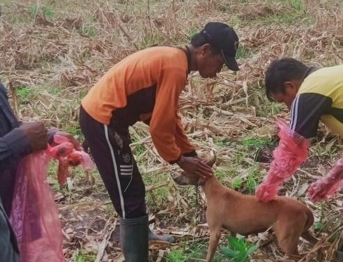Gigitan HPR Terus Meningkat, Warga Diharapkan Tetap Waspada