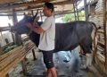 Mataram Terima Sapi Kurban dari Peternak Lokal