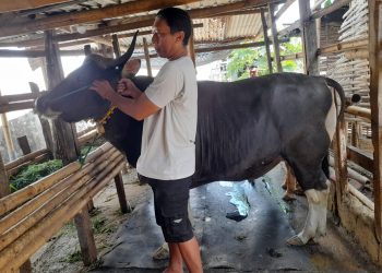 Mataram Terima Sapi Kurban dari Peternak Lokal