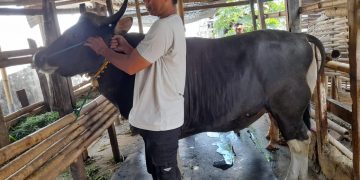 Mataram Terima Sapi Kurban dari Peternak Lokal