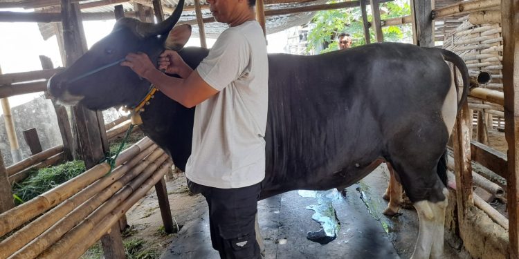 Mataram Terima Sapi Kurban dari Peternak Lokal