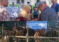 Bantuan 200 Ekor Sapi Kurban dari Turki Diberikan di Lobar untuk Warga Kurang Mampu