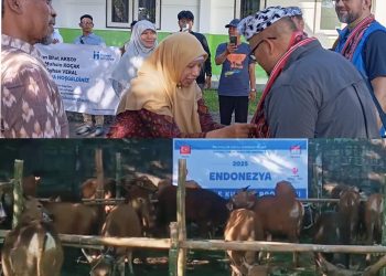 Bantuan 200 Ekor Sapi Kurban dari Turki Diberikan di Lobar untuk Warga Kurang Mampu