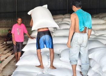 Stok Jagung 2024 Terjual Habis