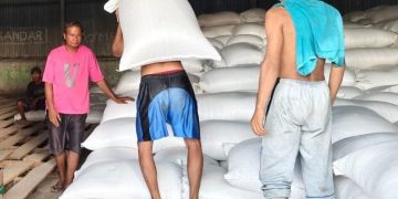 Stok Jagung 2024 Terjual Habis