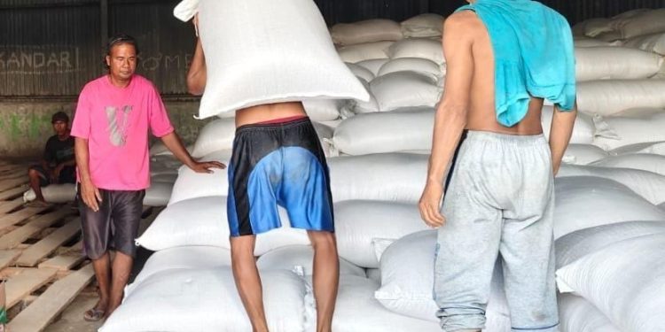 Stok Jagung 2024 Terjual Habis