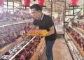 Harga Jagung Melonjak, Peternak Ayam Petelur NTB Terancam Bangkrut