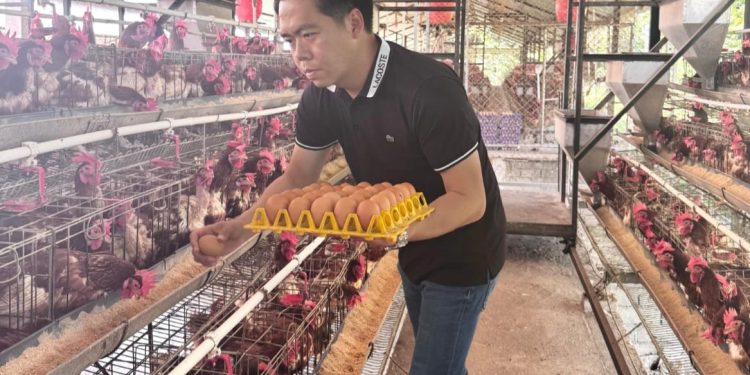 Harga Jagung Melonjak, Peternak Ayam Petelur NTB Terancam Bangkrut
