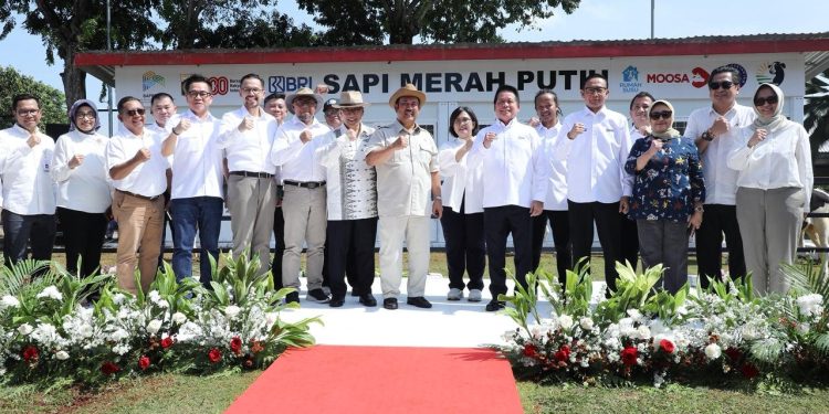Dukungan Program Sapi Merah Putih untuk Swasembada Pangan Nasional
