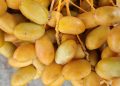 Kurma NTB Ukhuwah Datu Nusantara Wakili Indonesia di Festival Kurma Abu Dhabi