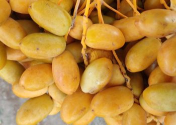 Kurma NTB Ukhuwah Datu Nusantara Wakili Indonesia di Festival Kurma Abu Dhabi