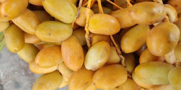 Kurma NTB Ukhuwah Datu Nusantara Wakili Indonesia di Festival Kurma Abu Dhabi