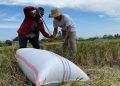 Harga Pupuk Turun Diharapkan Mempengaruhi Harga Beras