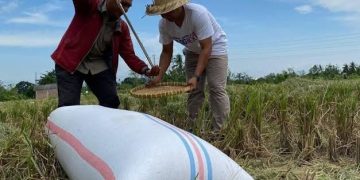 Harga Pupuk Turun Diharapkan Mempengaruhi Harga Beras