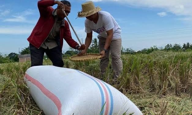 Harga Pupuk Turun Diharapkan Mempengaruhi Harga Beras