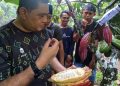 Ijo Kajuman dan Beneng Jomot, Dua Varietas Kakao Lokal KLU Siap Mendunia