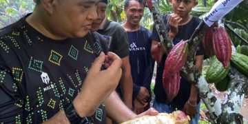 Ijo Kajuman dan Beneng Jomot, Dua Varietas Kakao Lokal KLU Siap Mendunia