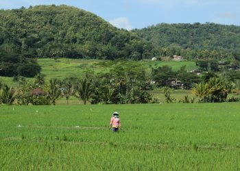 Dukungan Sarana Produksi Mendorong Sektor Pertanian dalam Seminar Salit