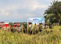 Optimalisasi Serapan Gabah di NTB untuk Mencapai Target 4 Juta Ton Beras Nasional