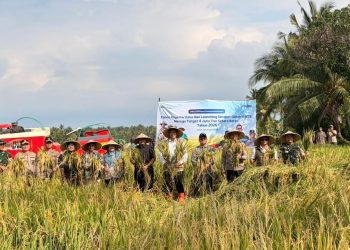 Optimalisasi Serapan Gabah di NTB untuk Mencapai Target 4 Juta Ton Beras Nasional
