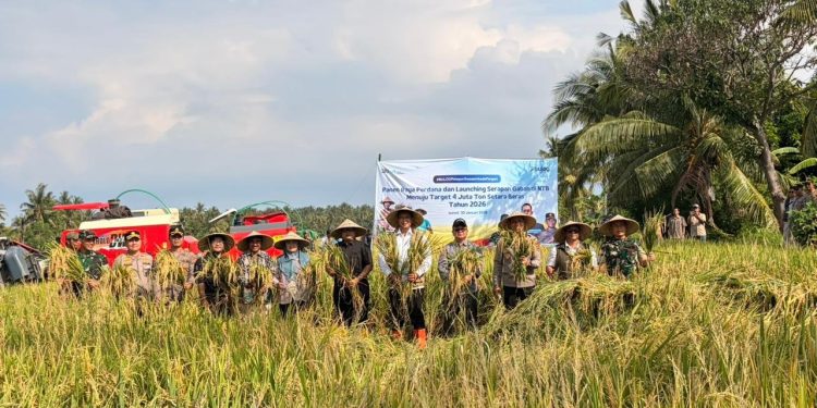 Optimalisasi Serapan Gabah di NTB untuk Mencapai Target 4 Juta Ton Beras Nasional