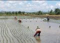 Produksi Beras Turun 6 Ribu Ton Akibat KLU Defisit