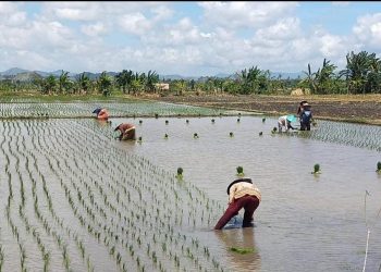 Produksi Beras Turun 6 Ribu Ton Akibat KLU Defisit