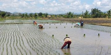 Produksi Beras Turun 6 Ribu Ton Akibat KLU Defisit