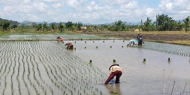 Produksi Beras Turun 6 Ribu Ton Akibat KLU Defisit