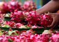 Dari Banyuwangi ke Pasar Lebih Luas, Petani Buah Naga Meningkat Berkat Program Klasterku