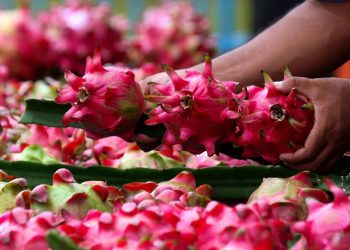 Dari Banyuwangi ke Pasar Lebih Luas, Petani Buah Naga Meningkat Berkat Program Klasterku