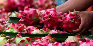 Dari Banyuwangi ke Pasar Lebih Luas, Petani Buah Naga Meningkat Berkat Program Klasterku